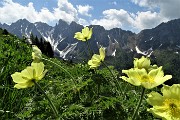 25 Fiori di pulsatilla alpina sulfurea  mosse dal vento con vista sulle Piccole Dolomiti Scalvine